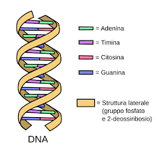 ASTI 10 e 11 Ottobre 2026 (DAL VIVO) Nuovo Corso di MEDIANITA' E GUARIGIONE DEL DNA (Caparra da versare 100)