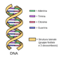ASTI 10 e 11 Ottobre 2026 (DAL VIVO) Nuovo Corso di MEDIANITA' E GUARIGIONE DEL DNA (Caparra da versare 100)